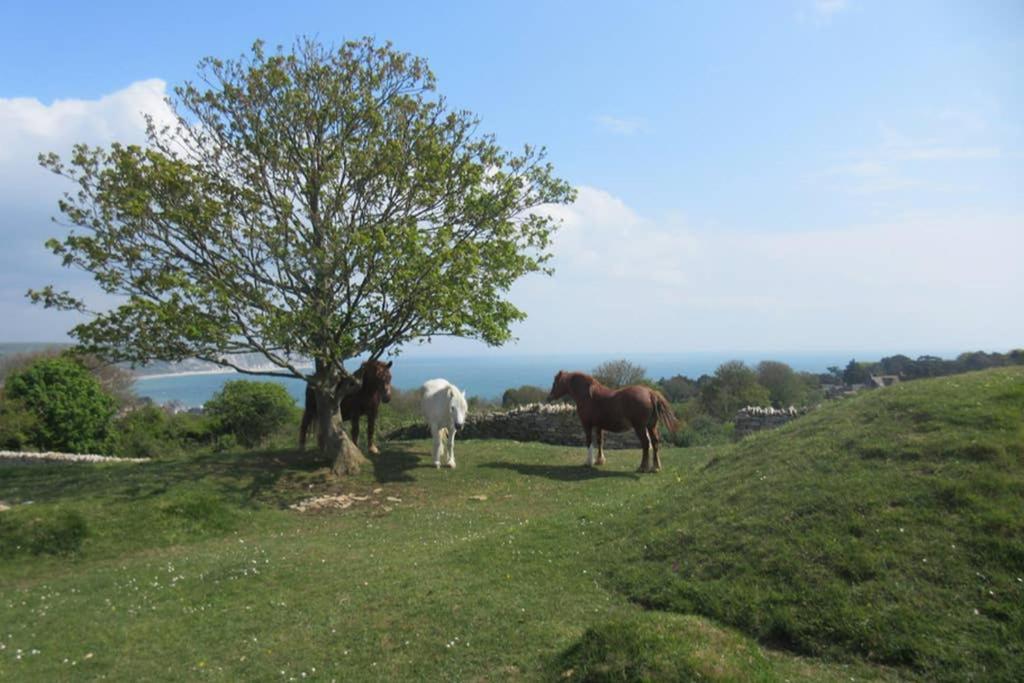 225 Buttercup Swanage Bay View - Vacation Home Esterno foto